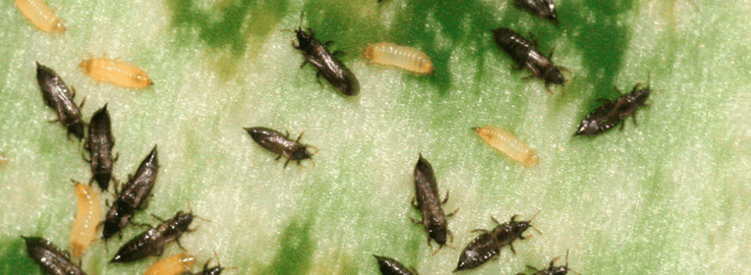 Jabón Potásico Jabón potásico - Imagen 4