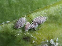 ¡Nuevos productos orgánicos para el cuidado de tus plantas! Jabón potásico - Imagen 2