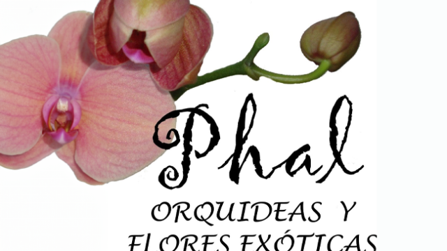 Phal_Orq_0