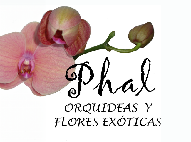 Phal Orquídeas y flores exoticas