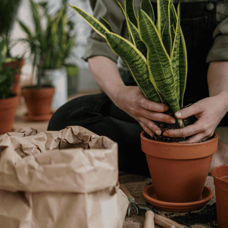 Plantas en macetas en un ambiente de jardinería urbana, cultivo y cuidado de plantas en casa.